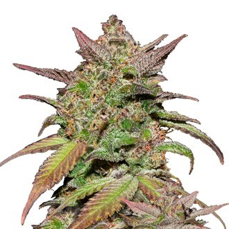 Smoothie Samonakv&eacute;tac&iacute; (FastBuds) feminizovan&aacute;