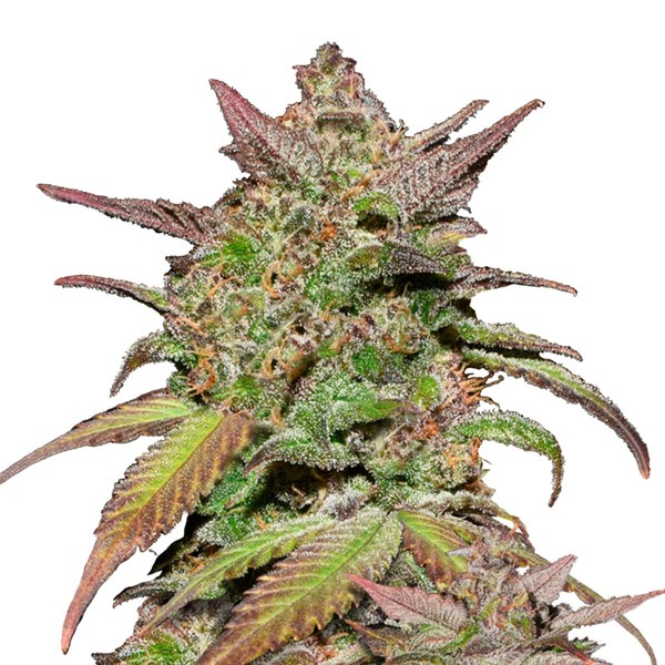 Smoothie Samonakvétací (FastBuds) feminizovaná