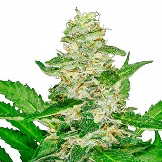Super Skunk Samonakv&eacute;tac&iacute; (White Label) feminizovan&aacute;