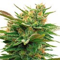 Nicole x OG (Vision Seeds) feminizovaná