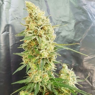 Gorilla Banana (Expert Seeds) feminizovan&aacute;