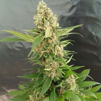 Gorilla Ice Cream (Expert Seeds) feminizovan&aacute;