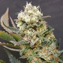 ZkittleZ Glue (Expert Seeds) feminizovaná