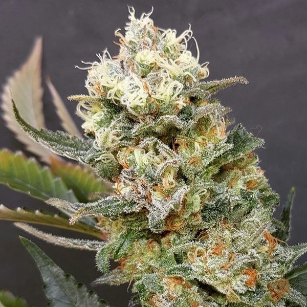 ZkittleZ Glue (Expert Seeds) feminizovaná