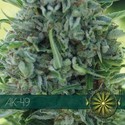 AK-49 (Vision Seeds) feminizovaná
