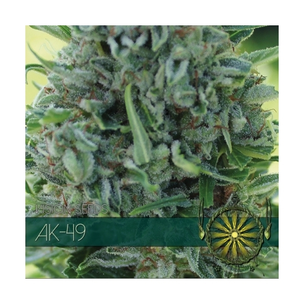 AK-49 (Vision Seeds) feminizovaná