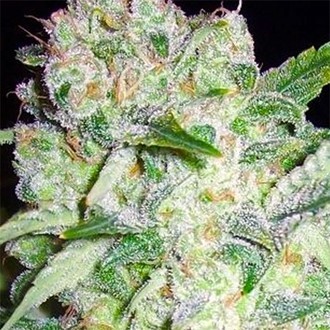 AK-49 (Vision Seeds) feminizovaná