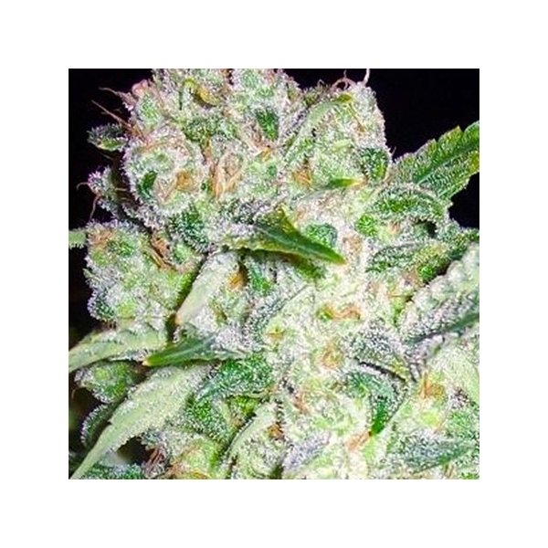 AK-49 (Vision Seeds) feminizovaná