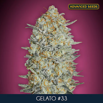 Gelato 33 (Advanced Seeds) feminizovan&aacute;