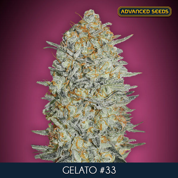 Gelato 33 (Advanced Seeds) feminizovaná