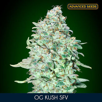 OG Kush SFV (Advanced Seeds) feminizovan&aacute;