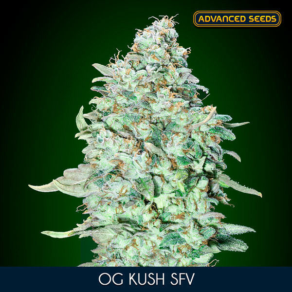 OG Kush SFV (Advanced Seeds) feminizovaná