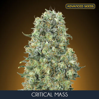 Critical Mass (Advanced Seeds) feminizovan&aacute;