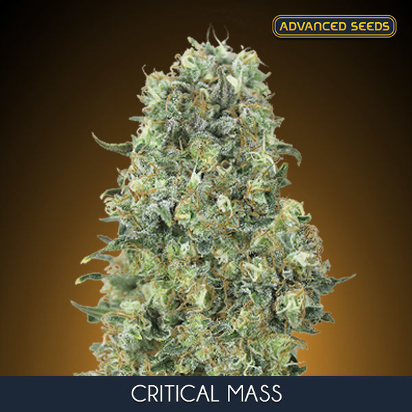 Critical Mass (Advanced Seeds) feminizovaná