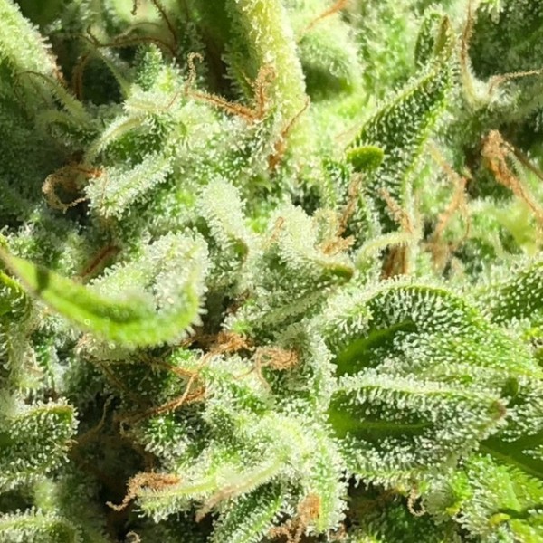 Garlic Haze (Earth Witch Seeds) regulérní