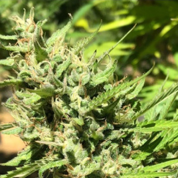 Marula (Earth Witch Seeds) regulérní