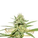 Enemy's Dream (Super Strains) feminizovaná