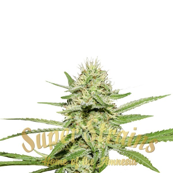 Enemy's Dream (Super Strains) feminizovaná