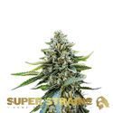 Eden (Super Strains) feminizovaná