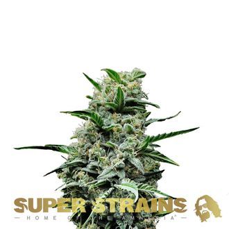 Mexican Candy (Super Strains) feminizovan&aacute;