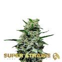 Mexican Candy (Super Strains) feminizovaná