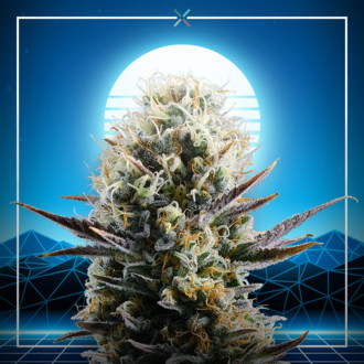 Blue 2.0 (Kannabia x Zamnesia) feminizovaná