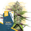 Purple Punch (Zamnesia Seeds) feminizovaná