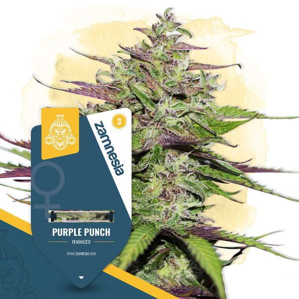 Purple Punch (Zamnesia Seeds) feminizovaná