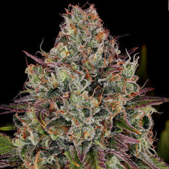 Purple Punch (Zamnesia Seeds) feminizovaná