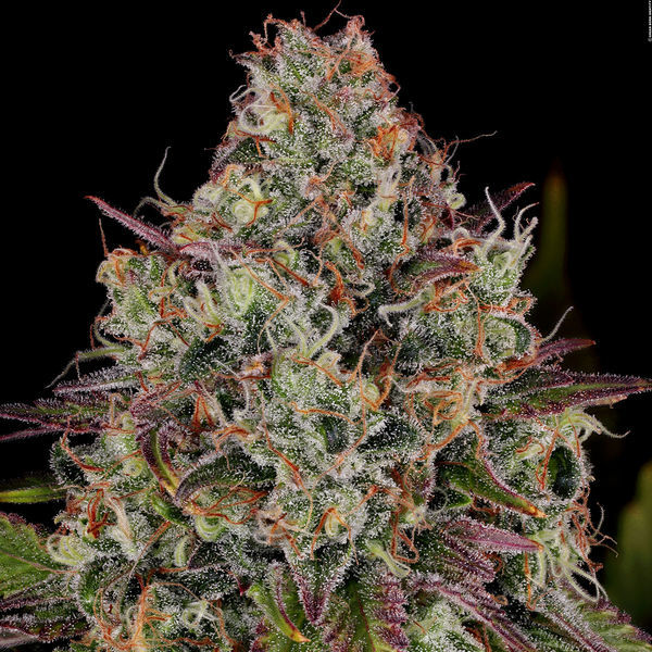 Purple Punch (Zamnesia Seeds) feminizovaná