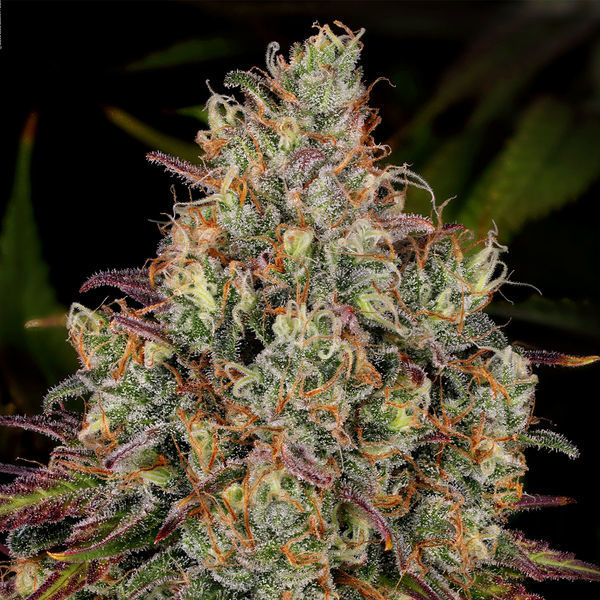 Purple Punch (Zamnesia Seeds) feminizovaná