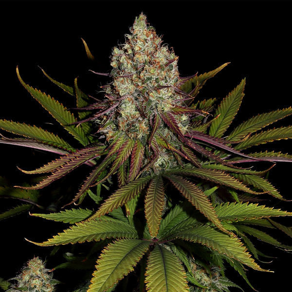 Purple Punch (Zamnesia Seeds) feminizovaná