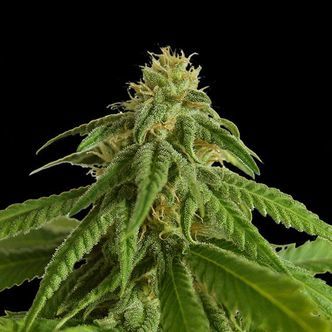 Afrodite (Kannabia) feminizovan&aacute;