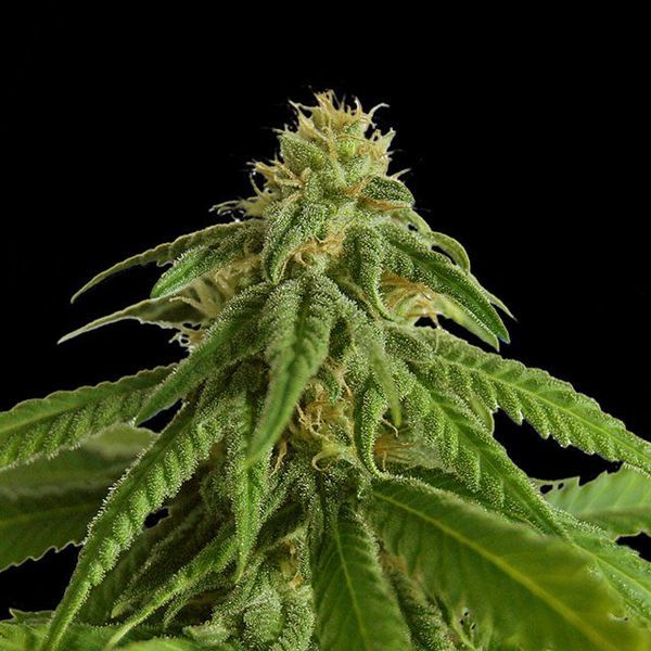 Afrodite (Kannabia) feminizovaná