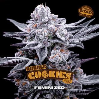 Double Cookies (BSF Seeds) feminizovan&aacute;