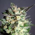 Diesel Glue (Kannabia) feminizovaná