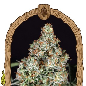 Zkittalicious (Exotic Seed) feminizovan&aacute;