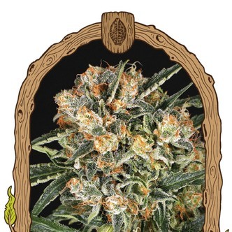 Hippie Therapy CBD (Exotic Seed) feminizovan&aacute;