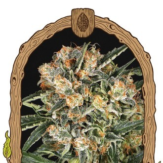 Hippie Therapy CBD (Exotic Seed) feminizovaná
