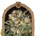 Hippie Therapy CBD (Exotic Seed) feminizovaná