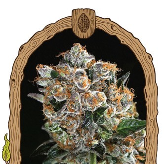 Malasana Cookies (Exotic Seed) feminizovan&aacute;