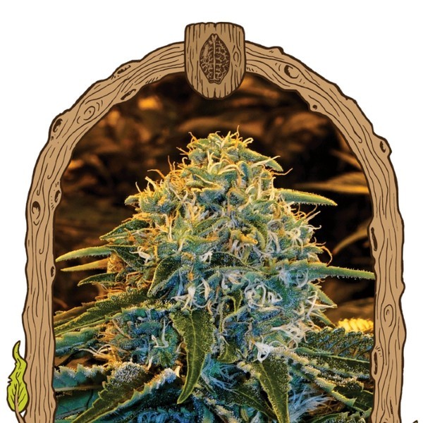 Z & Z (Exotic Seed) feminizovaná