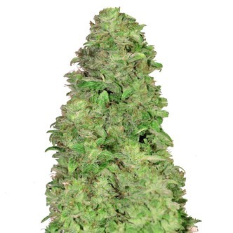 CBD Auto 20:1 (FastBuds) feminizovan&aacute;