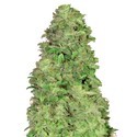 CBD Auto 20:1 (FastBuds) feminizovaná