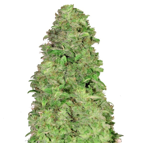 CBD Auto 20:1 (FastBuds) feminizovaná