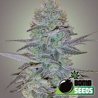 Cosmic Bomb Auto (Bomb Seeds) feminizovan&aacute;