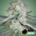 Banana Bomb (Bomb Seeds) Feminizovaná
