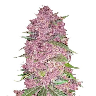 Purple Lemonade Samonakv&eacute;tac&iacute; (FastBuds) feminizovan&aacute;
