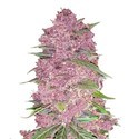 Purple Lemonade Samonakvétací (FastBuds) feminizovaná