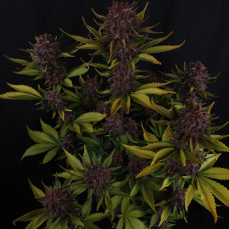 Purple Lemonade Samonakvétací (FastBuds) feminizovaná